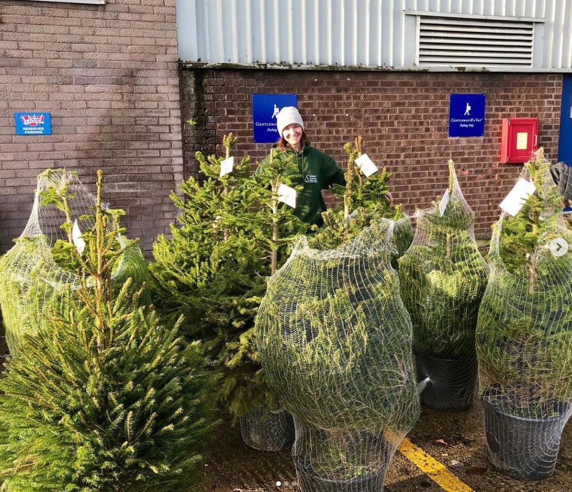 Rented store christmas trees